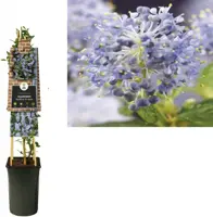 Ceanothus thyrsiflorus var. repens (Amerikaanse sering) klimplant 75cm - afbeelding 1