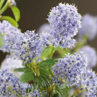 Ceanothus thyrsiflorus var. repens (Amerikaanse sering) klimplant 75cm - afbeelding 2