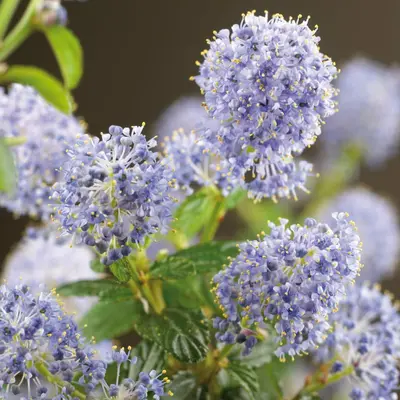 Ceanothus thyrsiflorus var. repens (Amerikaanse sering) klimplant - afbeelding 2