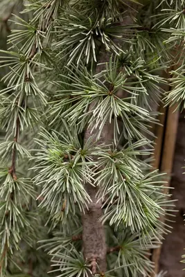 Cedrus atlantica 'Glauca Pendula' (Atlasceder 'Glauca Pendula') - afbeelding 1