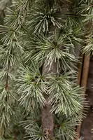 Cedrus atlantica 'Glauca Pendula' (Atlasceder 'Glauca Pendula') - afbeelding 1