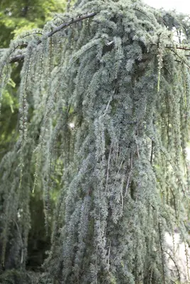 Cedrus atlantica 'Glauca Pendula' (Atlasceder 'Glauca Pendula') - afbeelding 2