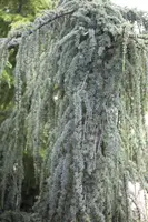 Cedrus atlantica 'Glauca Pendula' (Atlasceder 'Glauca Pendula') - afbeelding 2