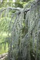 Cedrus atlantica 'Glauca Pendula' (Atlasceder 'Glauca Pendula') - afbeelding 3