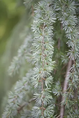 Cedrus atlantica 'Glauca Pendula' (Atlasceder 'Glauca Pendula') - afbeelding 4