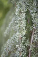 Cedrus atlantica 'Glauca Pendula' (Atlasceder 'Glauca Pendula') - afbeelding 4