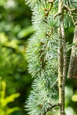 Cedrus atlantica 'Glauca Pendula' (Atlasceder 'Glauca Pendula') - afbeelding 8