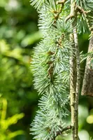 Cedrus atlantica 'Glauca Pendula' (Atlasceder 'Glauca Pendula') - afbeelding 8