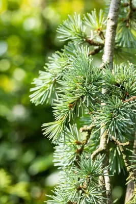 Cedrus atlantica 'Glauca Pendula' (Atlasceder 'Glauca Pendula') - afbeelding 9