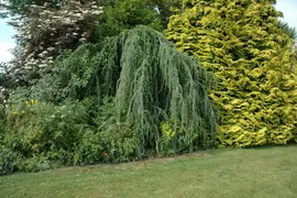 Cedrus atlantica 'Glauca Pendula' (Atlasceder 'Glauca Pendula') - afbeelding 5