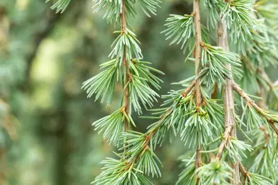 Cedrus atlantica 'Glauca Pendula' (Atlasceder 'Glauca Pendula') - afbeelding 6