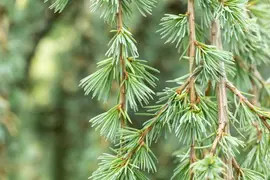Cedrus atlantica 'Glauca Pendula' (Atlasceder 'Glauca Pendula') - afbeelding 6
