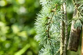 Cedrus atlantica 'Glauca Pendula' (Atlasceder 'Glauca Pendula') - afbeelding 7