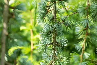 Cedrus atlantica 'Glauca Pendula' (Atlasceder 'Glauca Pendula') - afbeelding 10