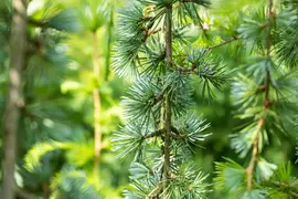 Cedrus atlantica 'Glauca Pendula' (Atlasceder 'Glauca Pendula') - afbeelding 10