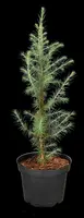 Cedrus deodara (Himalajaceder) - afbeelding 24