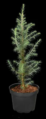 Cedrus deodara (Himalajaceder) - afbeelding 24