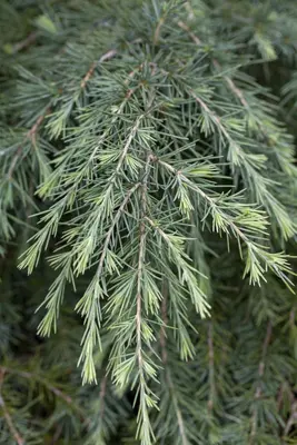 Cedrus deodara (Himalajaceder) - afbeelding 5