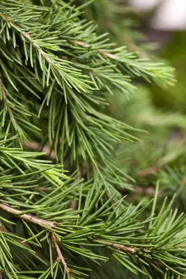 Cedrus deodara (Himalajaceder) - afbeelding 7
