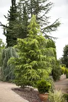 Cedrus deodara (Himalajaceder) - afbeelding 8
