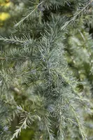 Cedrus deodara (Himalajaceder) - afbeelding 10