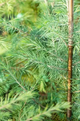 Cedrus deodara (Himalajaceder) - afbeelding 21