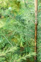 Cedrus deodara (Himalajaceder) - afbeelding 21