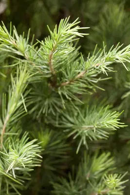 Cedrus deodara (Himalajaceder) - afbeelding 1