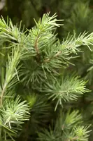 Cedrus deodara (Himalajaceder) - afbeelding 1