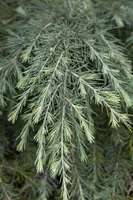 Cedrus deodara (Himalajaceder) - afbeelding 5