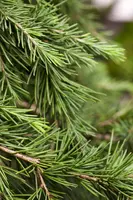 Cedrus deodara (Himalajaceder) - afbeelding 7