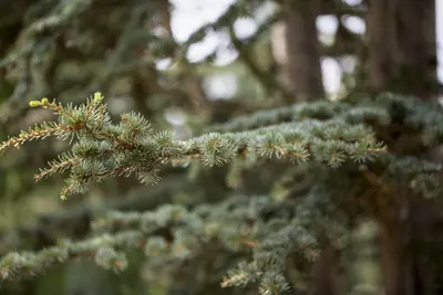 Cedrus deodara (Himalajaceder) - afbeelding 2