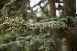 Cedrus deodara (Himalajaceder) - afbeelding 2