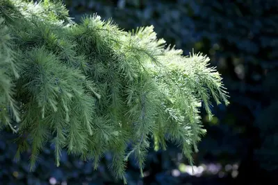 Cedrus deodara (Himalajaceder) - afbeelding 4