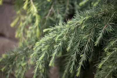 Cedrus deodara (Himalajaceder) - afbeelding 6