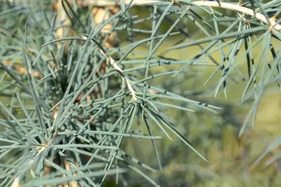 Cedrus deodara (Himalajaceder) - afbeelding 12