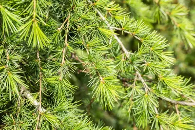 Cedrus deodara (Himalajaceder) - afbeelding 13