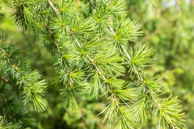 Cedrus deodara (Himalajaceder) - afbeelding 14