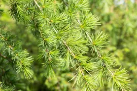 Cedrus deodara (Himalajaceder) - afbeelding 14