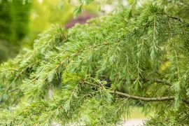 Cedrus deodara (Himalajaceder) - afbeelding 16