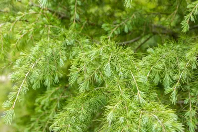 Cedrus deodara (Himalajaceder) - afbeelding 17