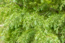 Cedrus deodara (Himalajaceder) - afbeelding 17