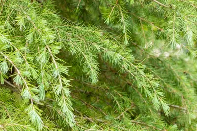 Cedrus deodara (Himalajaceder) - afbeelding 18
