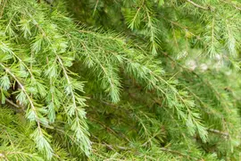 Cedrus deodara (Himalajaceder) - afbeelding 18