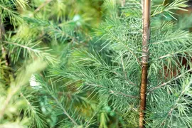 Cedrus deodara (Himalajaceder) - afbeelding 20