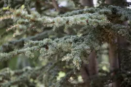 Cedrus deodara (Himalajaceder) - afbeelding 3