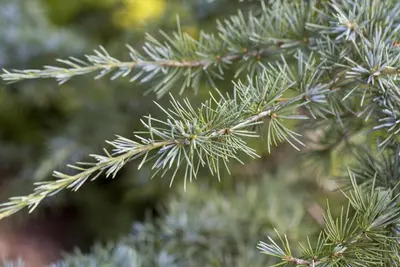 Cedrus deodara (Himalajaceder) - afbeelding 9