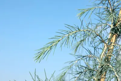 Cedrus deodara (Himalajaceder) - afbeelding 11