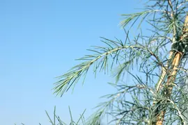 Cedrus deodara (Himalajaceder) - afbeelding 11