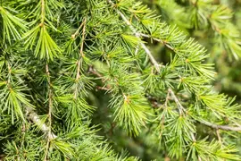 Cedrus deodara (Himalajaceder) - afbeelding 13